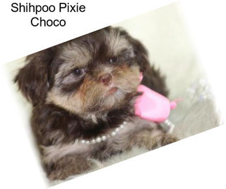 Shihpoo Pixie Choco