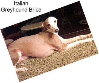 Italian Greyhound Brice