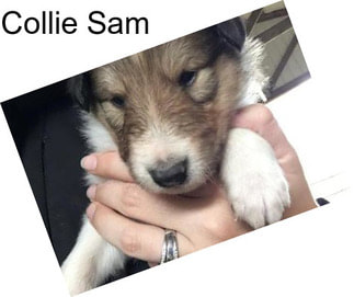 Collie Sam