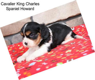 Cavalier King Charles Spaniel Howard