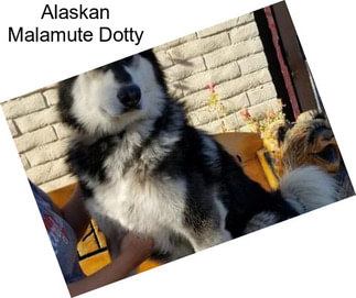 Alaskan Malamute Dotty