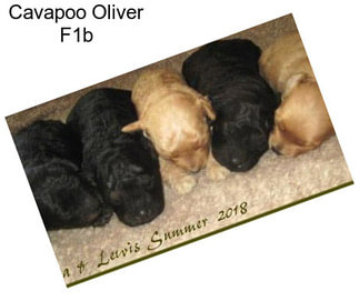 Cavapoo Oliver F1b