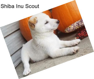 Shiba Inu Scout