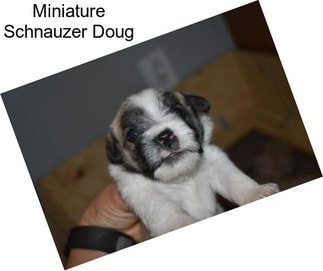 Miniature Schnauzer Doug