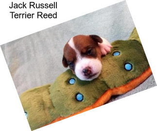 Jack Russell Terrier Reed