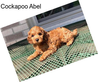 Cockapoo Abel