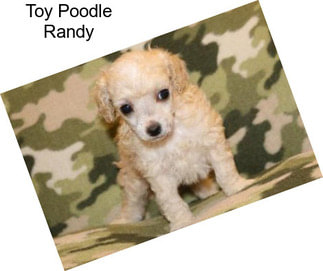 Toy Poodle Randy