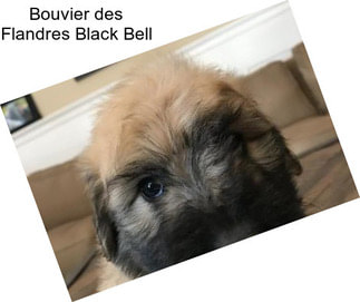 Bouvier des Flandres Black Bell