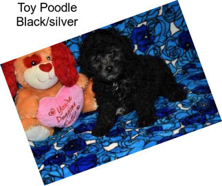 Toy Poodle Black/silver