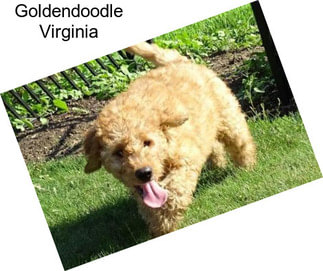 Goldendoodle Virginia