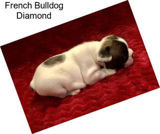 French Bulldog Diamond