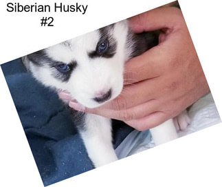 Siberian Husky #2