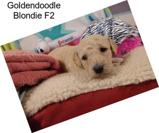 Goldendoodle Blondie F2