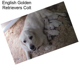 English Golden Retrievers Colt