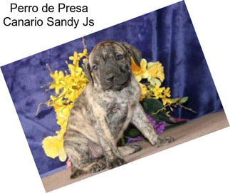 Perro de Presa Canario Sandy Js