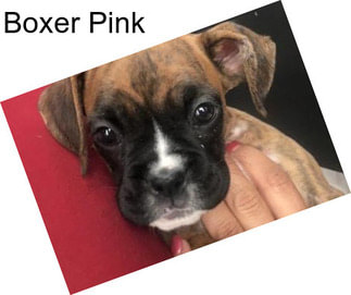 Boxer Pink