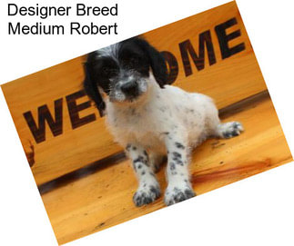 Designer Breed Medium Robert