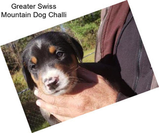 Greater Swiss Mountain Dog Challi