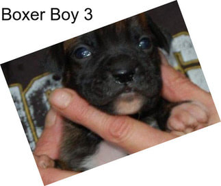 Boxer Boy 3