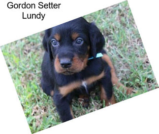 Gordon Setter Lundy