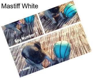 Mastiff White