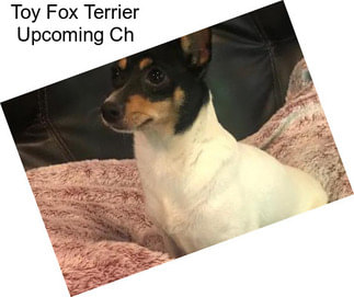 Toy Fox Terrier Upcoming Ch