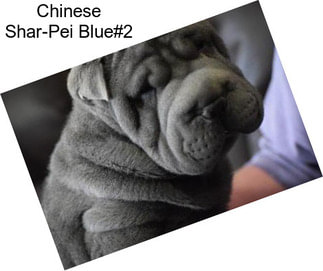Chinese Shar-Pei Blue#2