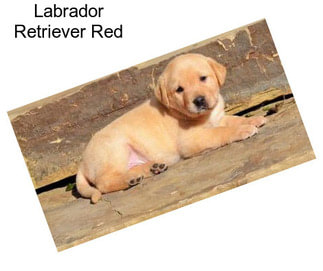 Labrador Retriever Red