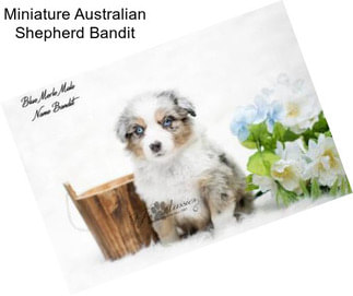 Miniature Australian Shepherd Bandit