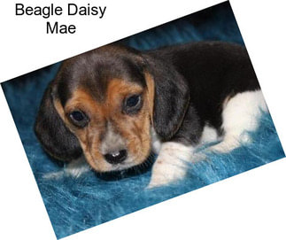Beagle Daisy Mae