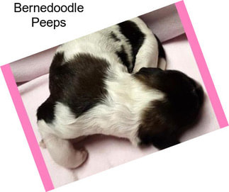 Bernedoodle Peeps