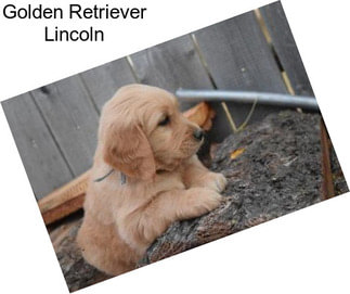 Golden Retriever Lincoln