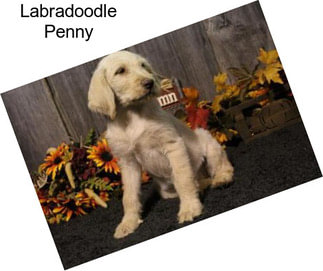 Labradoodle Penny