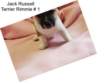 Jack Russell Terrier Rimmie # 1