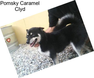 Pomsky Caramel Clyd