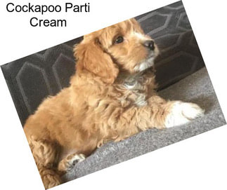 Cockapoo Parti Cream