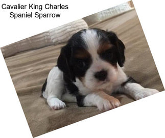 Cavalier King Charles Spaniel Sparrow