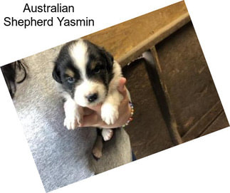 Australian Shepherd Yasmin