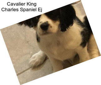 Cavalier King Charles Spaniel Ej