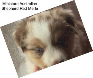 Miniature Australian Shepherd Red Merle