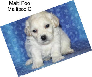 Malti Poo Maltipoo C