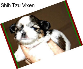 Shih Tzu Vixen