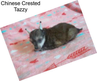 Chinese Crested Tazzy