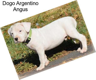 Dogo Argentino Angus