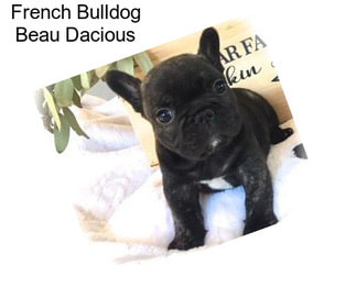 French Bulldog Beau Dacious