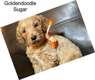 Goldendoodle Sugar