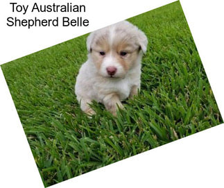 Toy Australian Shepherd Belle
