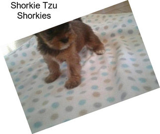 Shorkie Tzu Shorkies