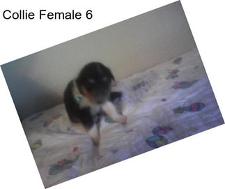 Collie Female 6