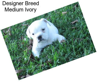 Designer Breed Medium Ivory